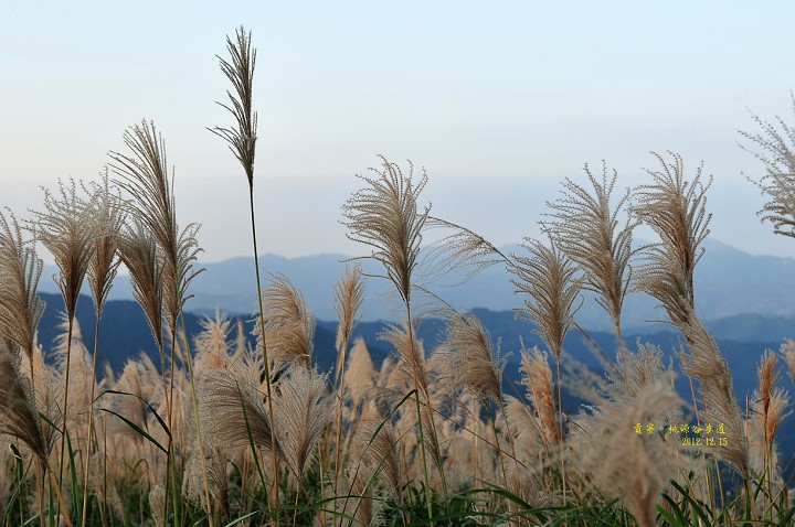 DSC_5132 DSC_5132