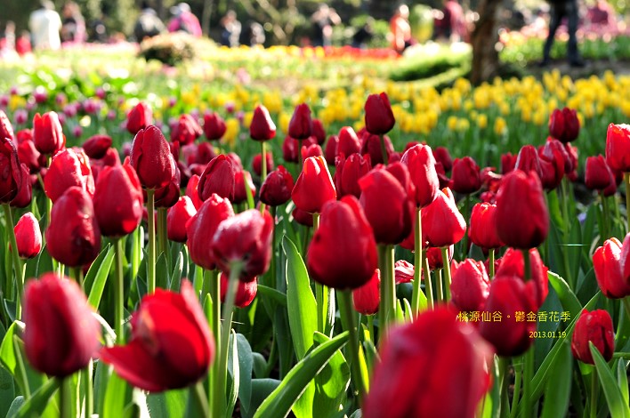 DSC_5491 DSC_5491