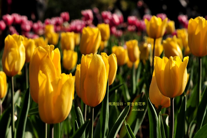DSC_5494 DSC_5494