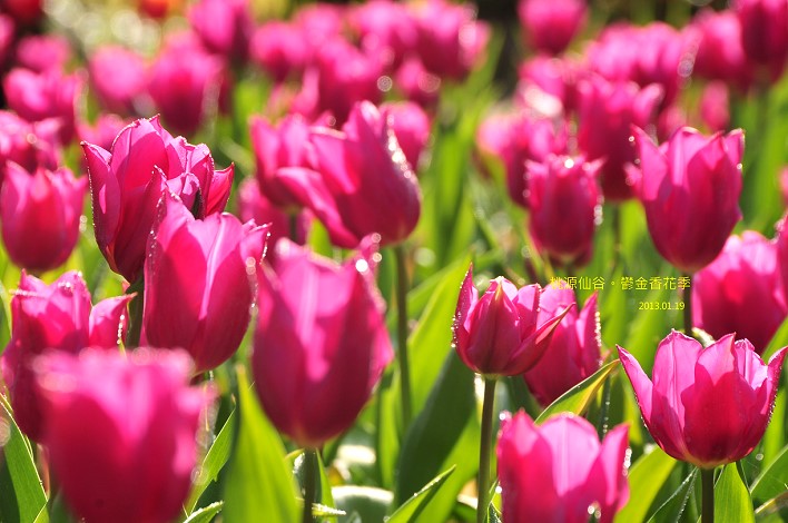 DSC_5509 DSC_5509