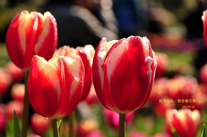 DSC_5513 DSC_5513