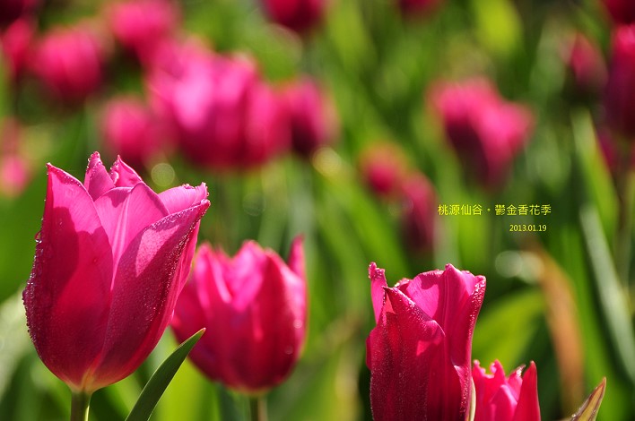 DSC_5514 DSC_5514