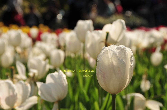 DSC_5520 DSC_5520