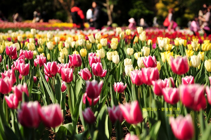 DSC_5599 DSC_5599