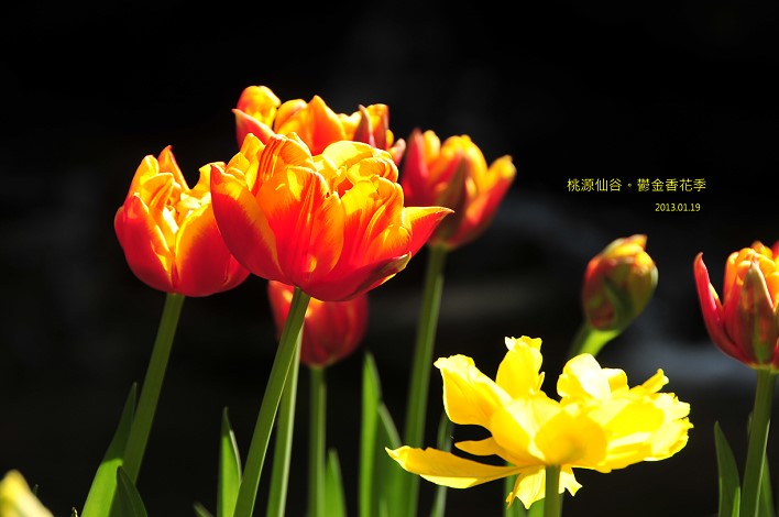 DSC_5747 DSC_5747