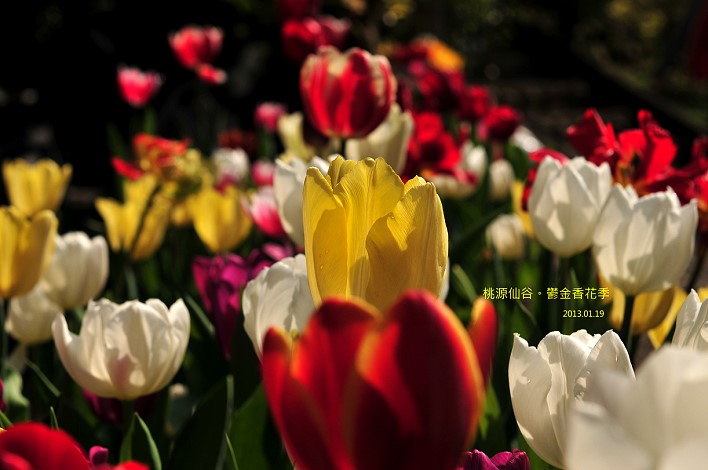 DSC_5847 DSC_5847