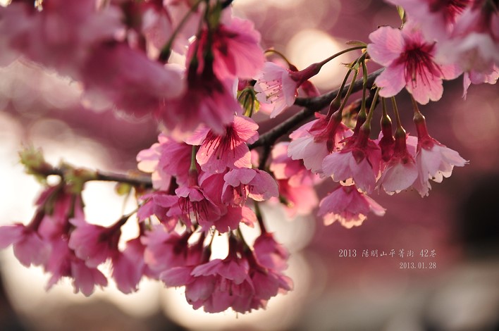 DSC_6182 DSC_6182