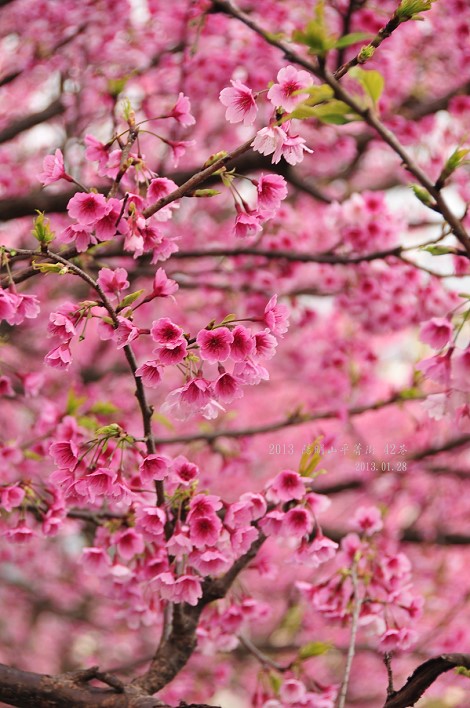 DSC_6192 DSC_6192