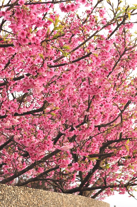DSC_6217 DSC_6217