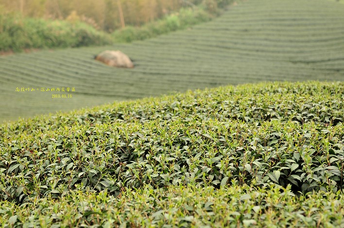 DSC_8993 DSC_8993