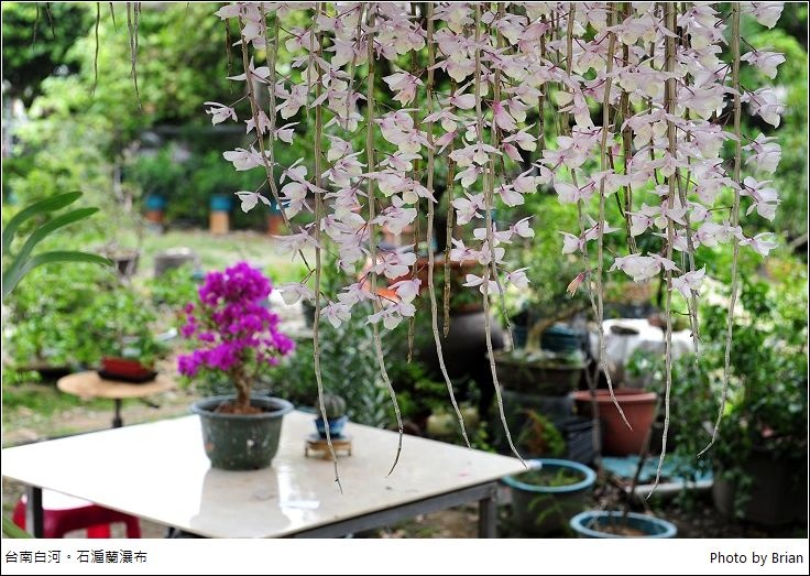 石斛蘭瀑布,台南白河,花期,龍眼樹,花卉景觀,蓮藕茶,農村景點,石斛蘭,賞花