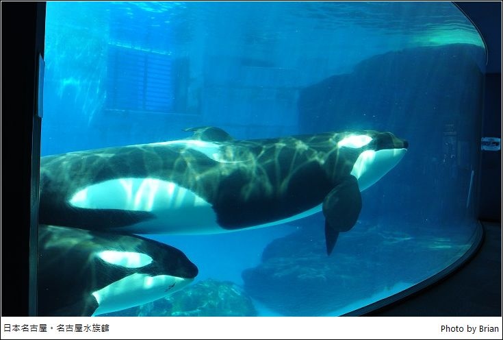 日本名古屋水族館 表演超猛 親子旅遊好景點 布萊恩 觀景窗看世界 美麗無限 痞客邦 日本名古屋水族館 表演超猛 親子旅遊好景點 布萊恩 觀景窗看世界 美麗無限 痞客邦