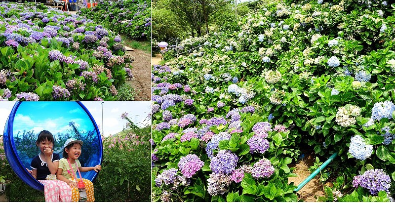 wanli_hydrangea.jpg wanli_hydrangea.jpg