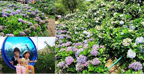 wanli_hydrangea.jpg