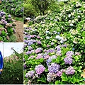 wanli_hydrangea.jpg