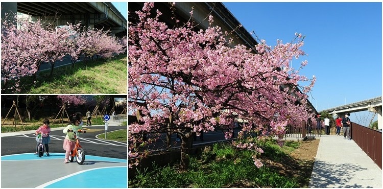 新竹頭前溪畔自行車道櫻花 左岸美麗櫻花盛開 搭配小朋友滑步車場 欣傳媒
