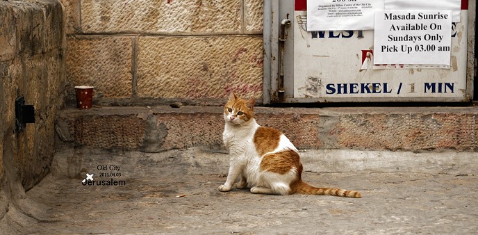 DSC_7512.jpg DSC_7512.jpg