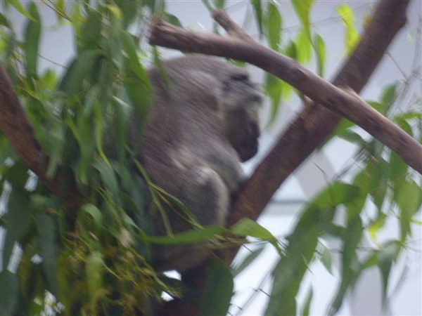 木柵動物園