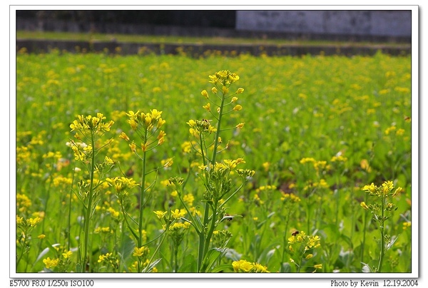 油菜花田