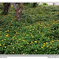黃花綠毯--林田山