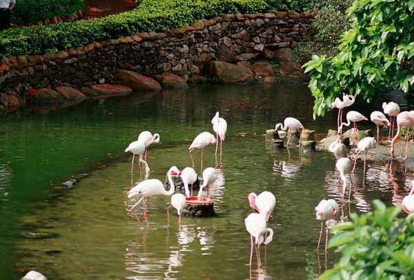 棲(海洋公園)