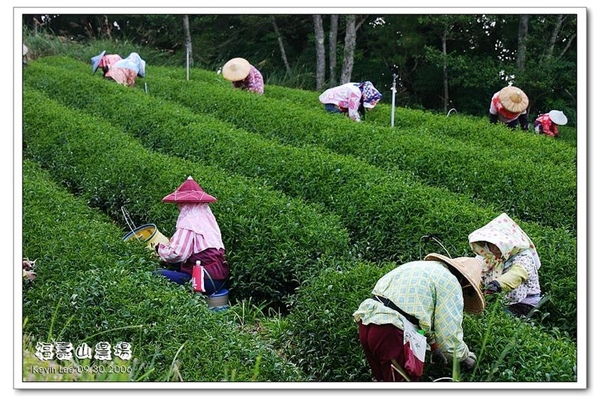 採茶樂