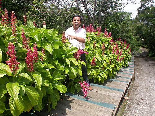 樹之王觀光植物園赤苞花綻放 山城風雲錄 痞客邦 樹之王觀光植物園赤苞花綻放 山城風雲錄 痞客邦