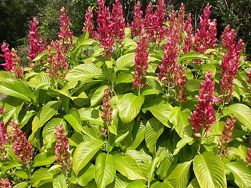 樹之王觀光植物園赤苞花綻放 山城風雲錄 痞客邦