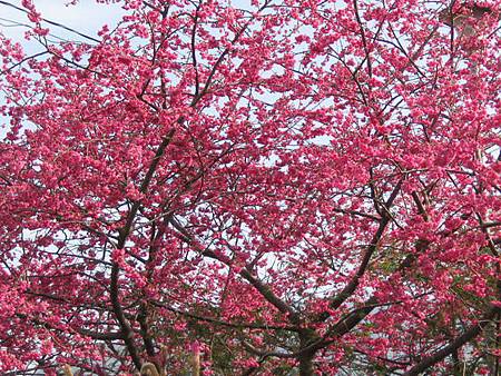 大雪山櫻花綻放美景民眾春節賞花好去處