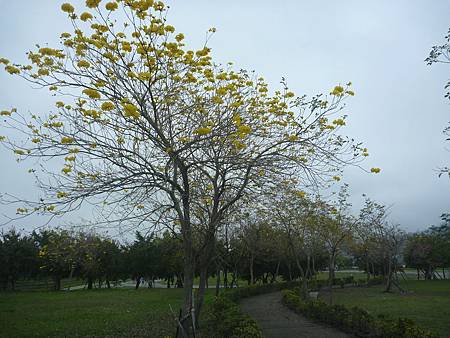 黃金風鈴木花開滿樹