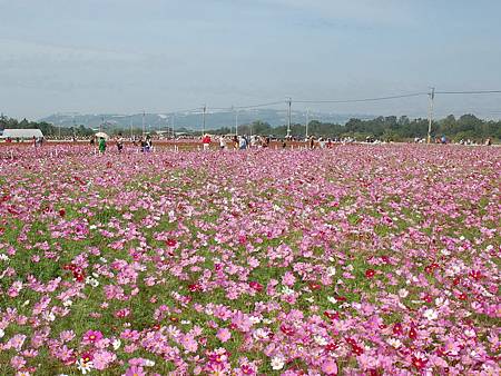 Ｔ選後賞花1