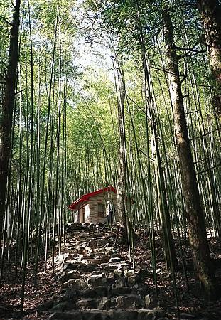 八仙山竹林