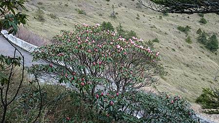 合歡山生物多樣性解說活動