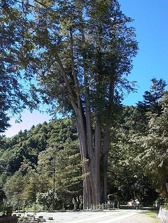 雪山神木-1