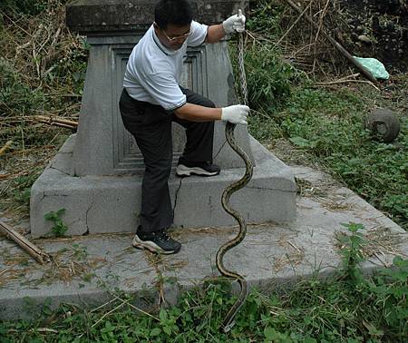 農民遭毒蛇咬傷