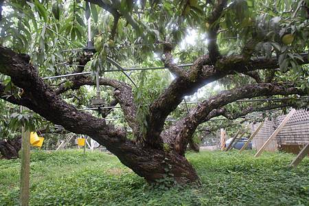 石岡果農涂金武種植鶯歌桃質優價俏