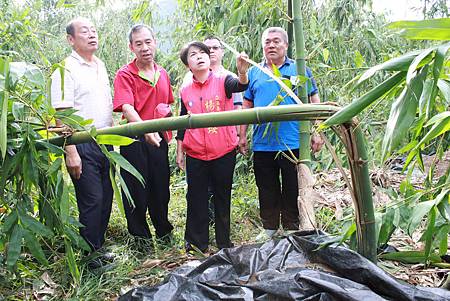 杜鵑颱風摧殘潭子區椪柑、竹筍受損嚴重 杜鵑颱風摧殘潭子區椪柑、竹筍受損嚴重