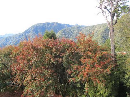 冷氣團報到揭開大雪山楓紅序幕