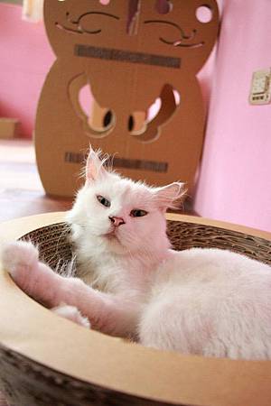 貓大白1