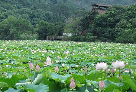 環保體育嘉年華會週末在荷花池畔豋場