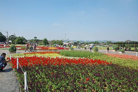 花海首日10