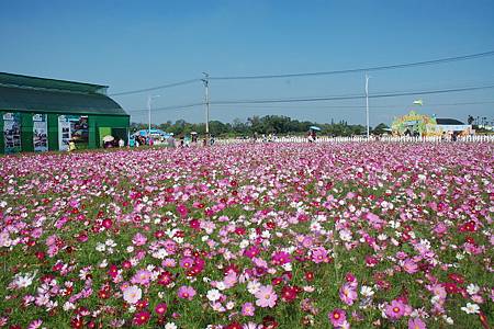 花海首日8