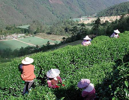 武陵農場茶園