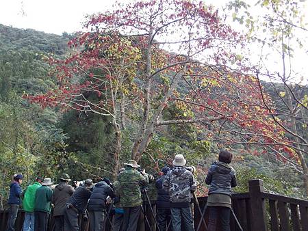 大雪山林道山桐子成熟