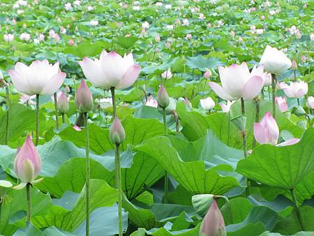 H林業荷花1.jpg H林業荷花1.jpg