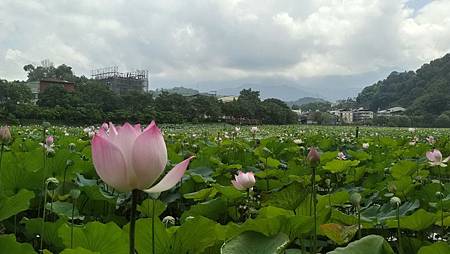 湖邊音樂饗宴7.jpg