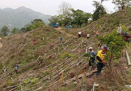 白冷圳植樹4.jpg