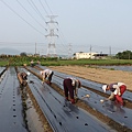 綠詠橫山租地試作0822 (18)-田畦遮雨衣布.jpg