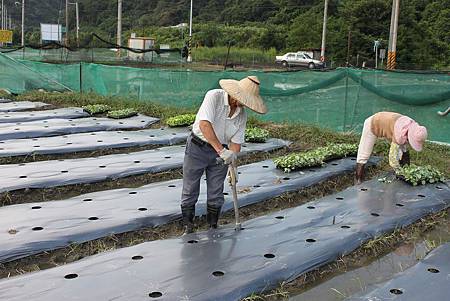 綠詠橫山租地試作0825 (3).jpg