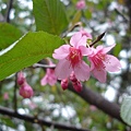2009.02公園裡的山櫻花